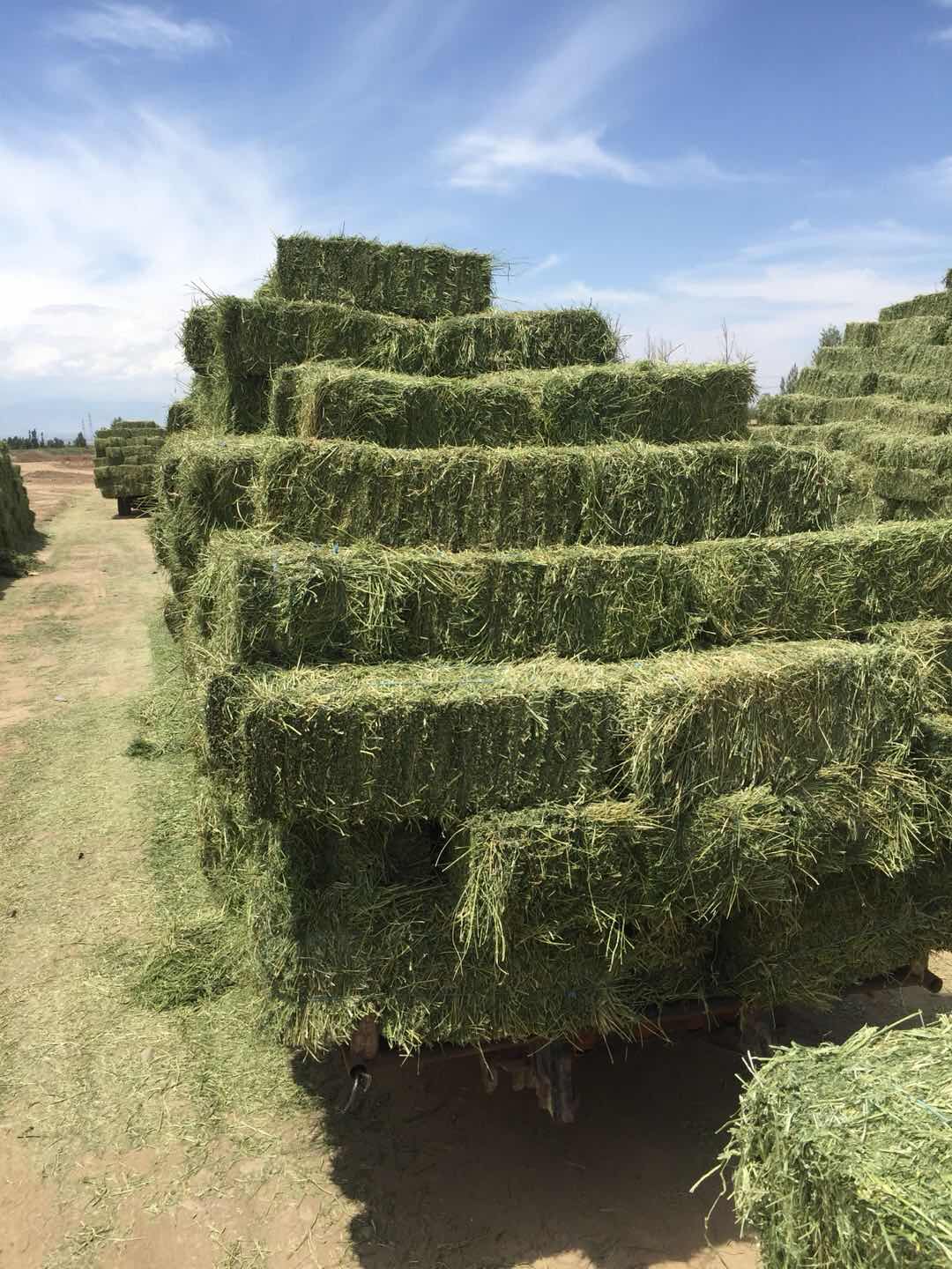 大成草业案例